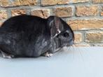 Chinchilla lieve Standaard (zuiver) vrouw, Dieren en Toebehoren, Knaagdieren, Chinchilla, Augustus, Vrouwelijk, Tam