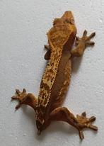 Wimpergekko 0.2, Dieren en Toebehoren, Overige soorten, 0 tot 2 jaar