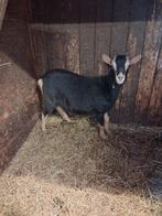 Dwerg geitjes, Dieren en Toebehoren, Meerdere dieren, Geit
