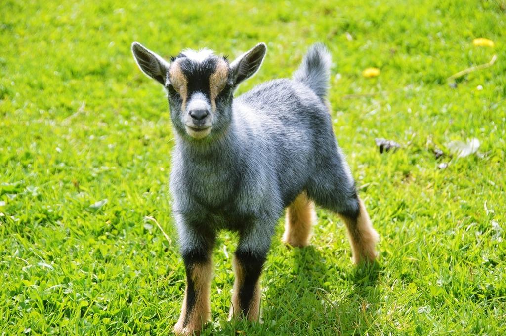 Gezocht 2 dwerggeitjes, Dieren en Toebehoren, Vrouwelijk, Geit, 0 tot 2 jaar