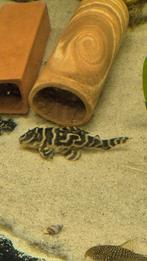 L270 chocolate brown, Vis