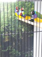 Diversen gouldamadines, Meerdere dieren, Geringd