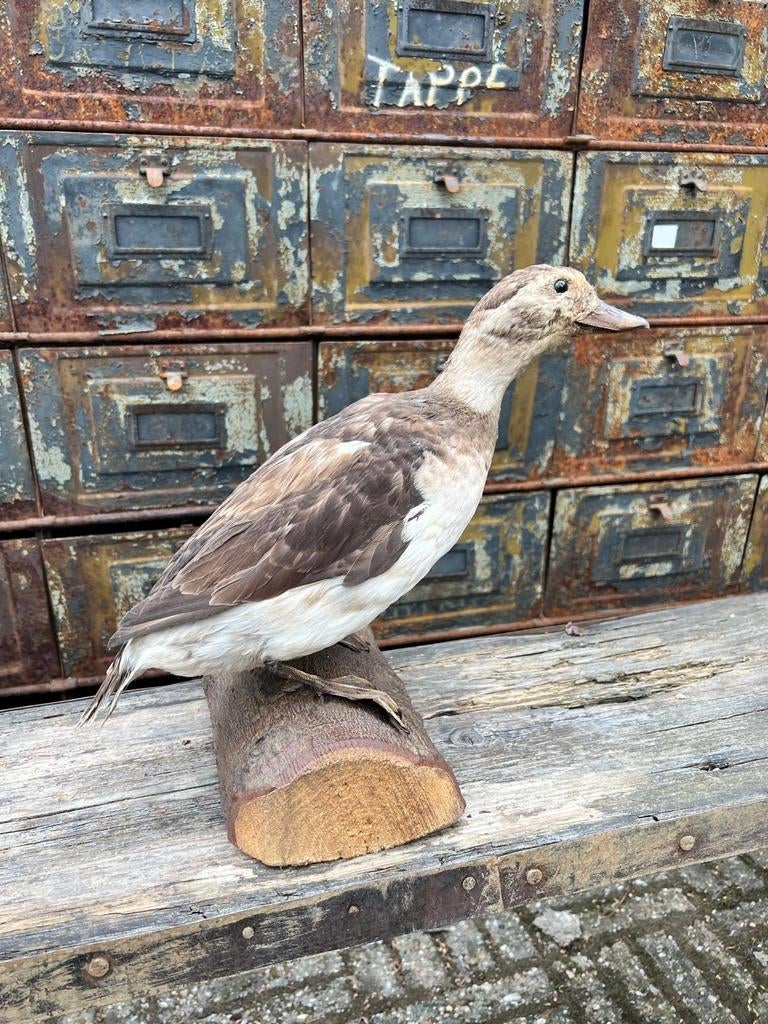 Prachtige Eend, Ophalen of Verzenden, Gebruikt, Vogel, Opgezet dier