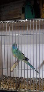 Conclurry, Dieren en Toebehoren, Vogels | Parkieten en Papegaaien, Vrouwelijk, Parkiet