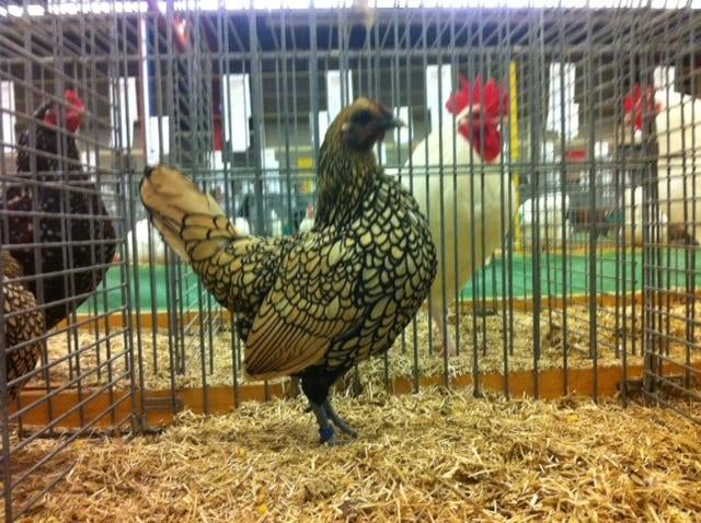 Broedeieren, Geslacht onbekend, Kip