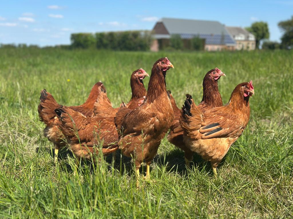 Jonge tamme Red Star kippen gesekst en ingeënt, Dieren en Toebehoren, Pluimvee, Vrouwelijk, Kip