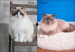Ragdoll Dekkaters met Stamboom