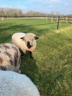 Hampshire Down Ram te koop, Dieren en Toebehoren, Mannelijk, Schaap, 0 tot 2 jaar