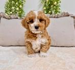 Prachtige boomer x toy poedel pups, Dieren en Toebehoren, Parvo, Nederland, Overige rassen, 8 tot 15 weken