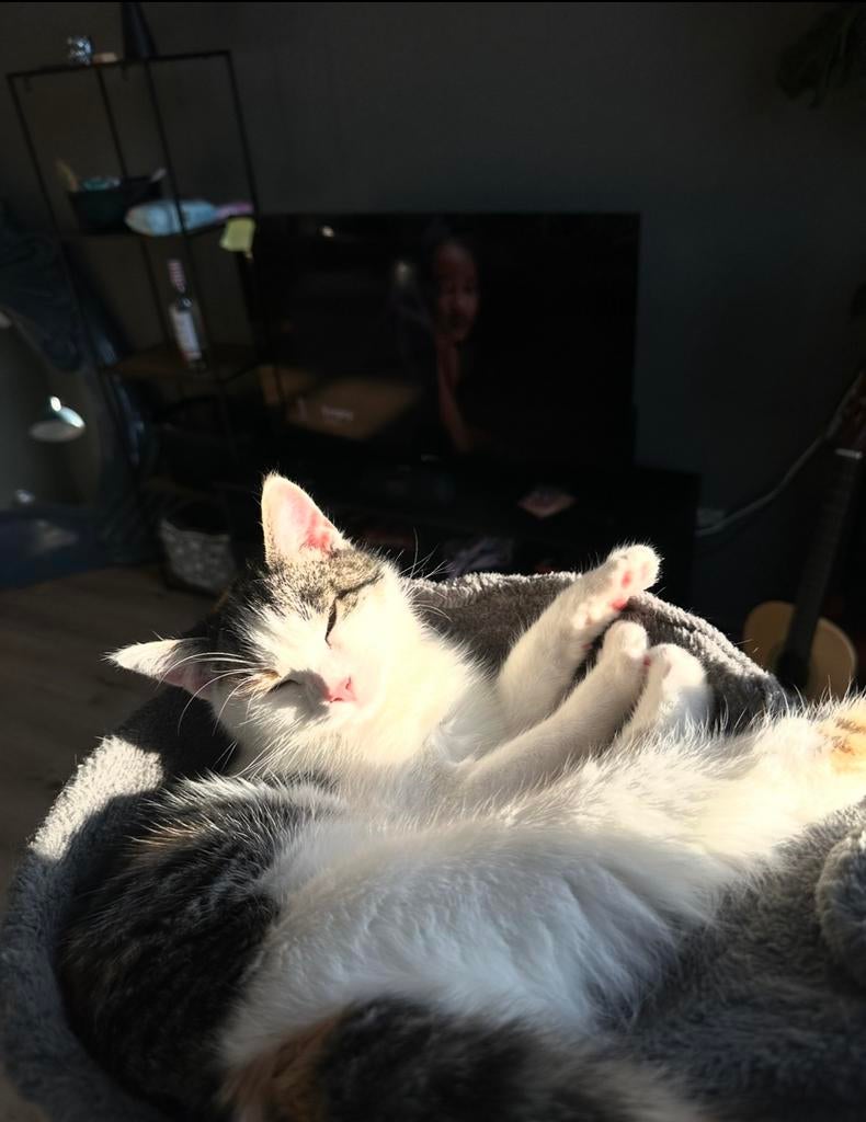 Lieve poes 6,5 maanden oud, Dieren en Toebehoren, Katten en Kittens | Raskatten | Langhaar, Poes, Ontwormd