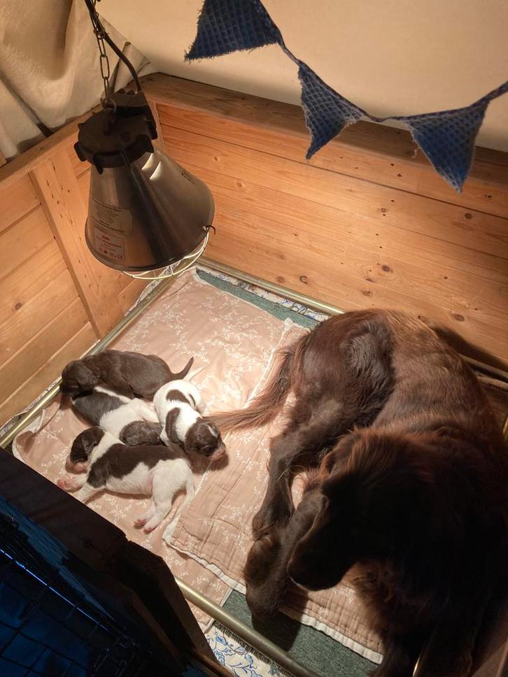 Duitse staande langhaar pups, nog 2 reutjes beschikbaar, Dieren en Toebehoren, Honden | Setters en Staande honden, Reu, Duitse Staande hond