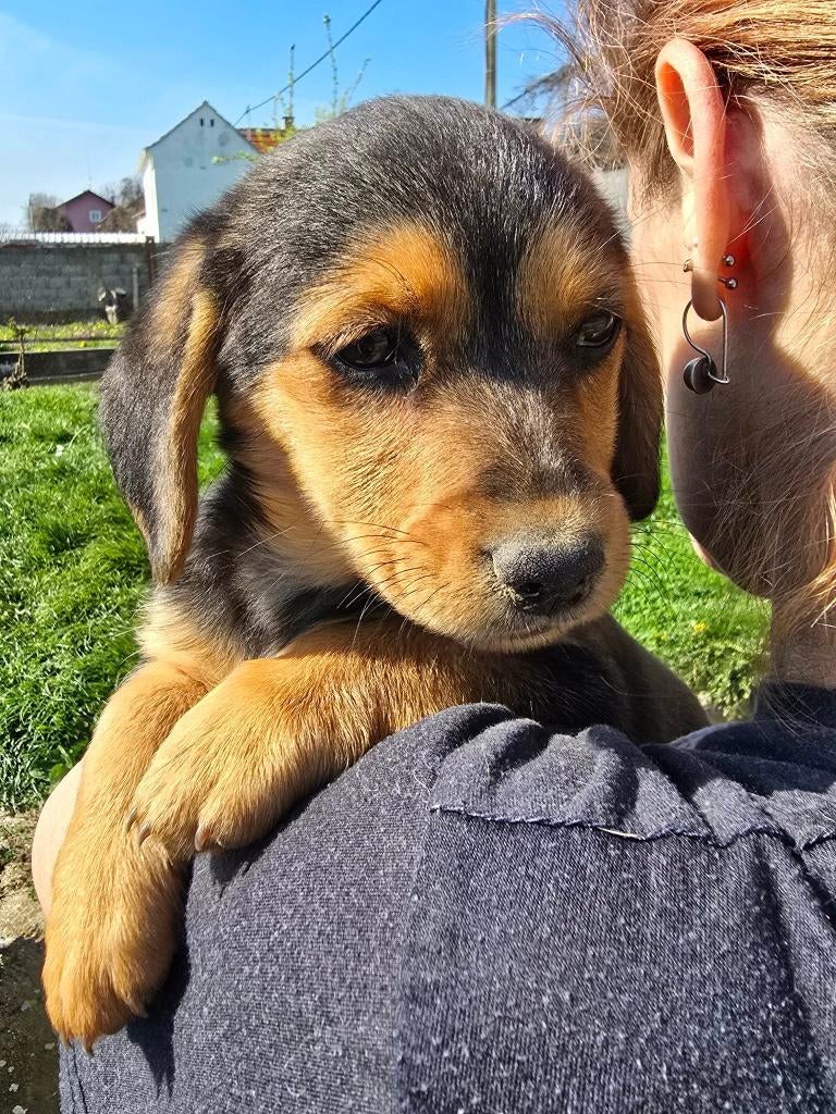  Alja – een piepklein meisje met een groots hart , Particulier, 15 weken tot 1 jaar, Buitenland, Teef