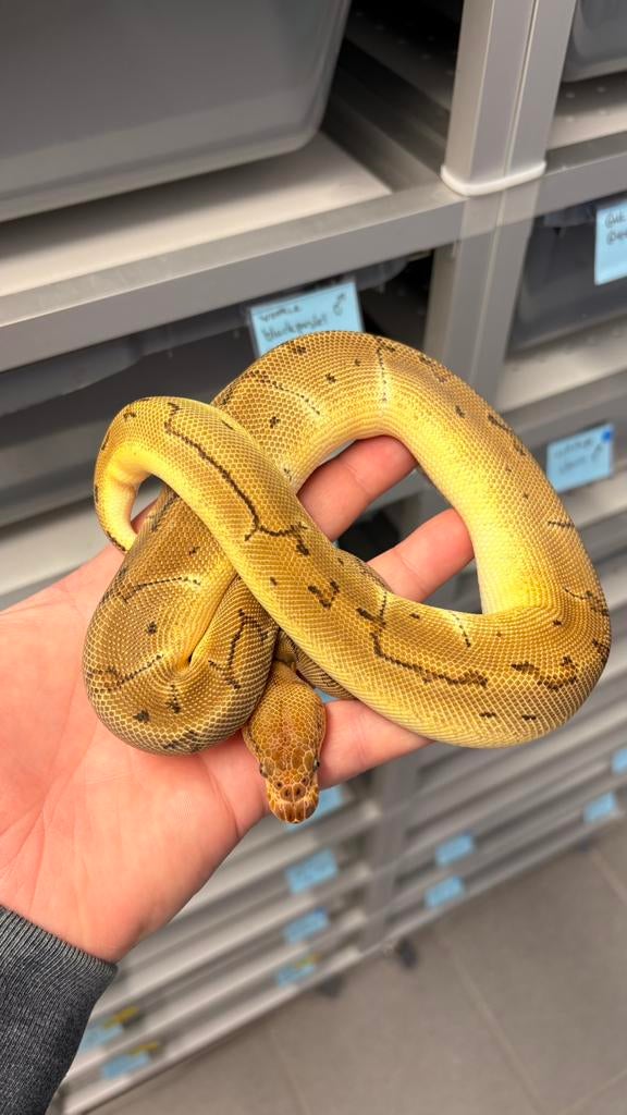 0.1 orange dream pinstripe clown 66%desert ghost ball python Ball Python - female for sale from KAS