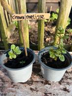 CITROENMELISSE Uit eigen biologische moestuin, Ophalen, Volle zon, Vaste plant, Kruiden