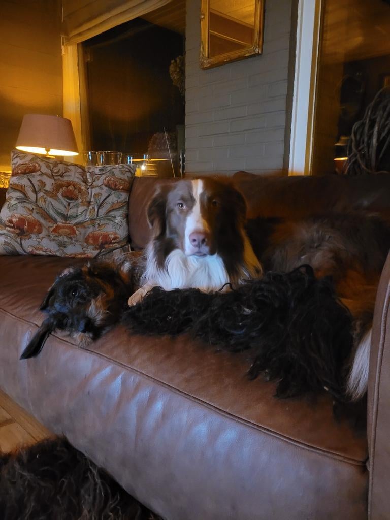 Hondenoppas in huiselijke sfeer, Diensten en Vakmensen, Dieren | Honden | Verzorging, Oppas en Les, Trimmen of Verzorging