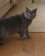 Britse korthaar kat 16 maanden poes gratis toebehoren, Poes