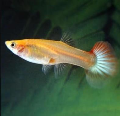 Gupvrouw XL - Koidream Valburg, Dieren en Toebehoren, Vissen | Aquariumvissen, Zoetwatervis, Vis