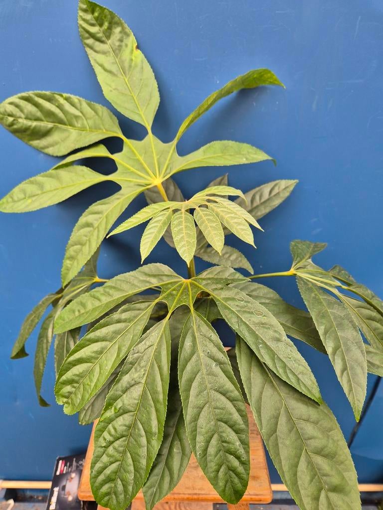 Trevesia burckii p14 (3), Ophalen of Verzenden, Halfschaduw, Minder dan 100 cm