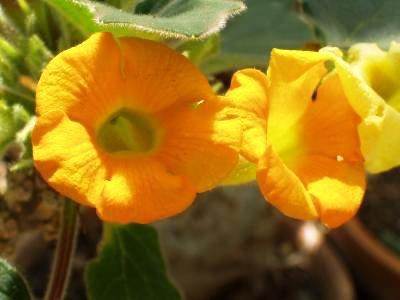 Caudex Uncarina Roeoesliana uit Madagaskar 95 cm hoog, Overige soorten, Ophalen of Verzenden, In pot, Minder dan 100 cm