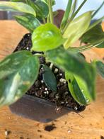 Philodendron Burl Marx Variegata - Zeldzaam!, Huis en Inrichting, Kamerplanten, Ophalen of Verzenden