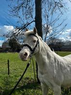 Prachtige welsh sectie B cremello +welsh a zilvervalk merrie, Merrie, A pony (tot 1.17m), 7 tot 10 jaar, Recreatiepony