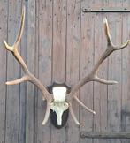 Groter Edelhert Gewei – Echte Trofee – Interieur / Mancave, Ophalen, Hert