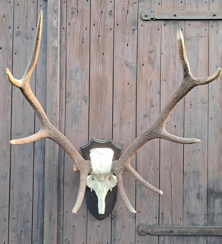 Groter Edelhert Gewei – Echte Trofee – Interieur / Mancave, Verzamelen, Dierenverzamelingen, Hert, Ophalen