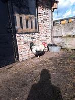 Mooie haan, Mannelijk, Kip