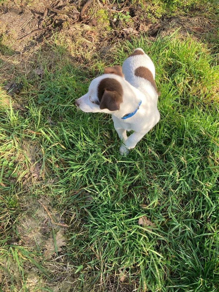 Boerenfox pups, Dieren en Toebehoren, Honden | Jack Russells en Terriërs, Meerdere dieren, Particulier, Meerdere, Nederland, 8 tot 15 weken