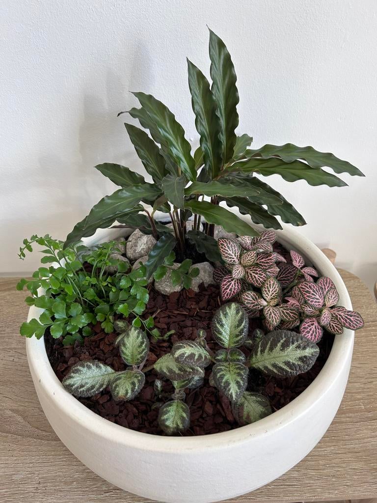 Moederdag tip! Ovalen schaal arrangement, Ophalen, Cactus, Volle zon, Minder dan 100 cm
