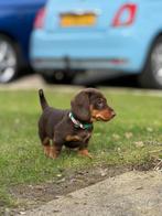 Speelse choco,merle dwergteckels, Parvo, 8 tot 15 weken, Korthaar, Dwerg