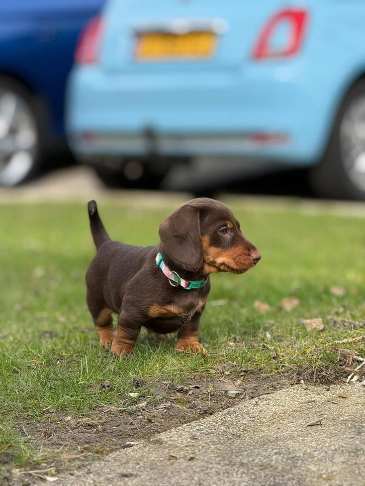 Speelse choco,merle dwergteckels, Dieren en Toebehoren, Honden | Teckels en Dashonden, Meerdere dieren, Korthaar, Dwerg, Particulier
