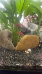 Rode tetra visjes, Dieren en Toebehoren, Vis