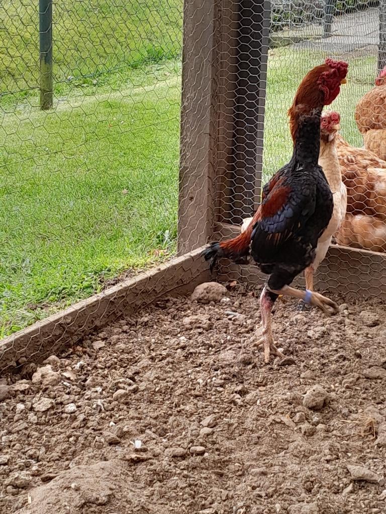 Ko shamo kriel tarwe haan hanen, Dieren en Toebehoren, Mannelijk, Kip