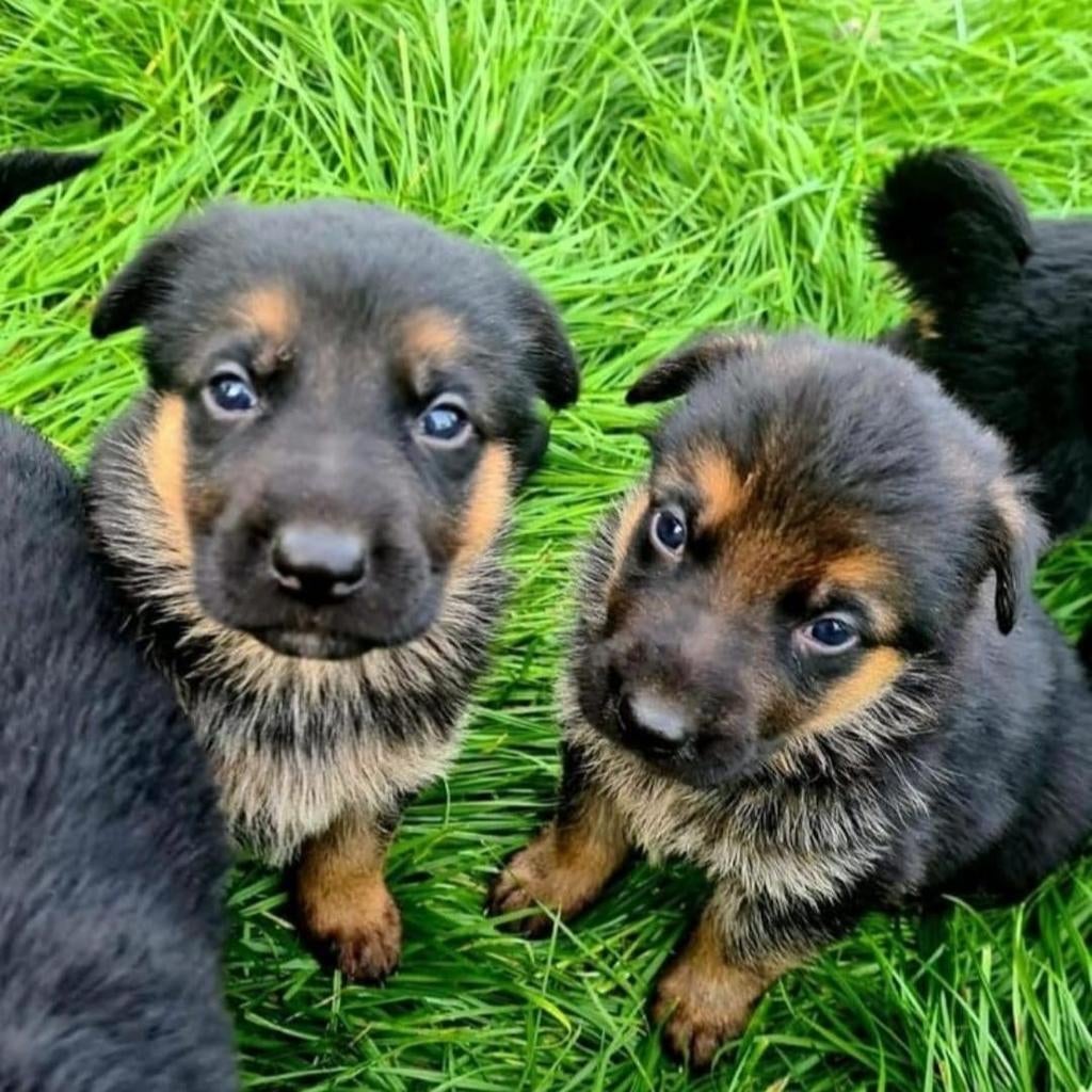 Echte Raszuiver Duitse herder pups te koop, Dieren en Toebehoren, Honden | Herdershonden en Veedrijvers, Meerdere, Meerdere dieren