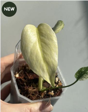 Monstera Mint #1, Ophalen of Verzenden, Halfschaduw, Minder dan 100 cm