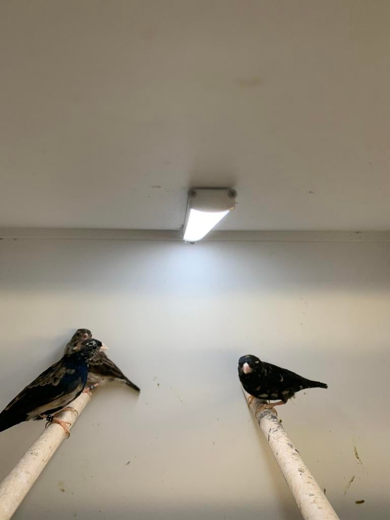 staal vinken, Dieren en Toebehoren, Meerdere dieren