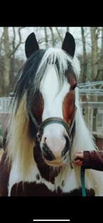 Diepvries sperma van Boy Benz, homozygoot,Vader O’Malley, Ophalen, Zo goed als nieuw, Overige soorten