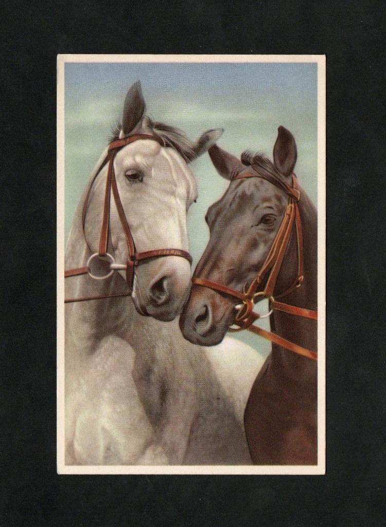 Ansichtkaart Paar Paarden Schimmel Zwart Jaren 20., Ophalen of Verzenden, 1920 tot 1940, Ongelopen, Paard