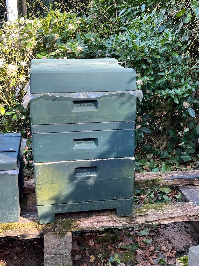 2 bijenvolken buckfast F2/F3 koninginnen 2024 en 2025, Dieren en Toebehoren, Insecten en Spinnen, Mieren