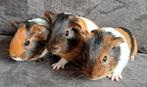 Hele schattige baby cavia's!, Dieren en Toebehoren, Knaagdieren, April, Meerdere dieren, Cavia