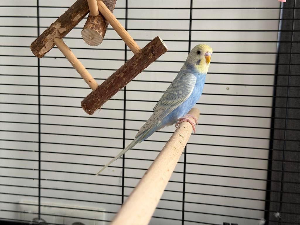 Grasparkiet te koop met mooie Zolux kooi (zgan), Mannelijk, Parkiet, Tam