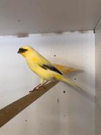 Div kanaries, Meerdere dieren, Kleurkanarie