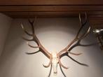 Imposant Edelhert Gewei - Breed Ruim 1 Meter, Ophalen, Gebruikt, Hert, Gewei of Kop