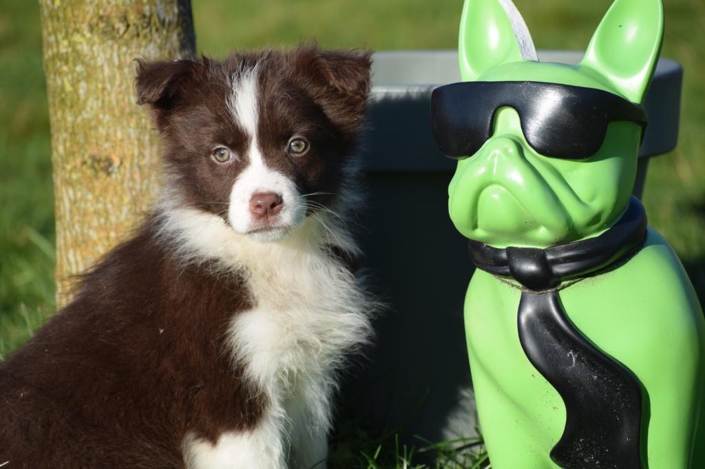 Australische herder pups alle kleuren, Dieren en Toebehoren, Nederland, 15 weken tot 1 jaar, Meerdere, Meerdere dieren