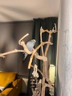 Engelse grasparkiet man, Mannelijk, Tam