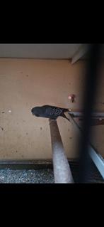 Te koop man bewezen volwas split bf, Dieren en Toebehoren, Mannelijk, Parkiet, Geringd