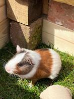 Cavia, Dieren en Toebehoren, Knaagdieren, Maart, Mannelijk, Cavia