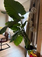 Grote olifanten oor plant, Ophalen, Overige soorten, In pot, 150 tot 200 cm