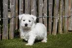 Prachtige West Highland White Terriër (Westie) met stamboom, Dieren en Toebehoren, België, Parvo, Overige rassen, 8 tot 15 weken